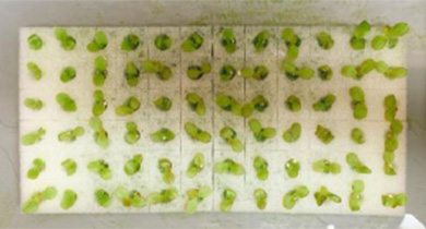 種を撒いて発芽(播種)