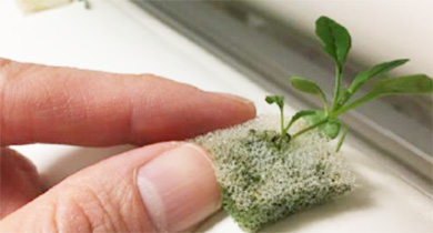 苗の植え替え作業(定植)