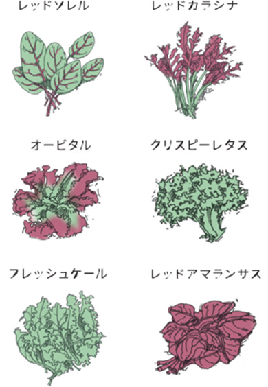 香り高いハーブやサラダに適した葉物野菜