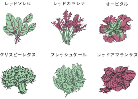 香り高いハーブやサラダに適した葉物野菜